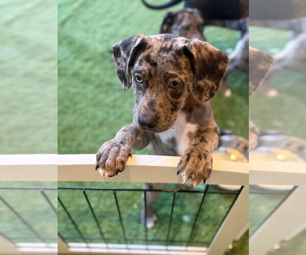 Medium Photo #3 Catahoula Leopard Dog-Unknown Mix Puppy For Sale in Sanford, FL, USA