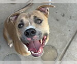 Small #1 American Pit Bull Terrier Mix