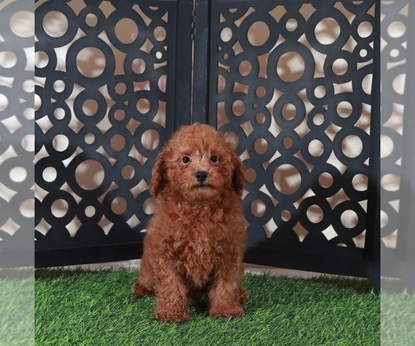 Medium Photo #2 Poodle (Miniature) Puppy For Sale in MOUNT VERNON, OH, USA