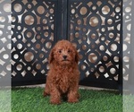 Small #1 Poodle (Miniature)