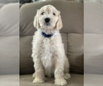 Small Photo #23 Goldendoodle Puppy For Sale in CITRUS HEIGHTS, CA, USA