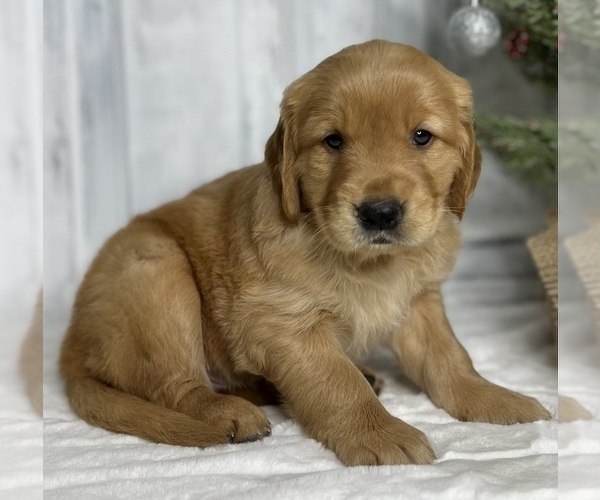 Medium Photo #5 Golden Retriever Puppy For Sale in FREDERICKSBURG, OH, USA