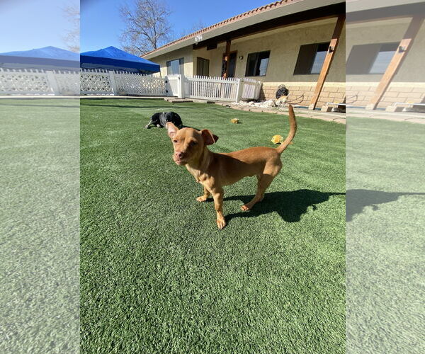 Medium Photo #6 Chihuahua-Unknown Mix Puppy For Sale in La Verne, CA, USA