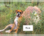 Small Photo #1 Boxer Puppy For Sale in BESSEMER, CO, USA
