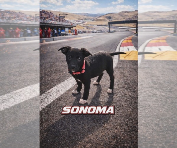 Medium Photo #1 Poodle (Standard)-Staffordshire Bull Terrier Mix Puppy For Sale in Clarkston, MI, USA