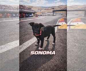 Poodle (Standard)-Staffordshire Bull Terrier Mix Dogs for adoption in Clarkston, MI, USA