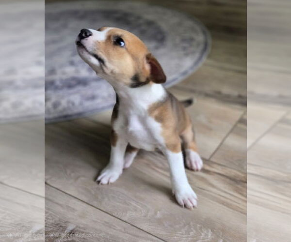 Medium Photo #2 Labrador Retriever Puppy For Sale in The Woodlands, TX, USA