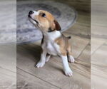 Small #1 Labrador Retriever