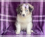 Small #3 Australian Shepherd