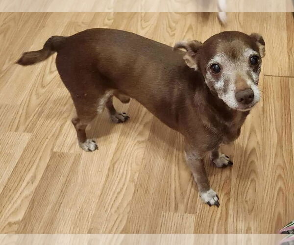 Medium Photo #5 Chihuahua-Unknown Mix Puppy For Sale in Texarkana, TX, USA