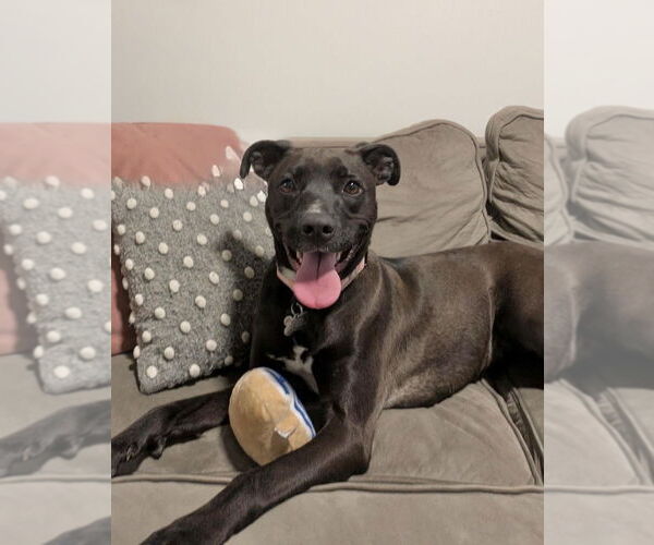 Medium Photo #5 Mutt Puppy For Sale in Boston, MA, USA