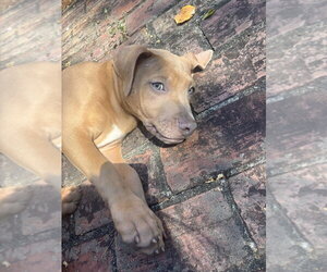 Spud Potato - Male Black Mouth Cur-Unknown Mix Dog for Adoption - Photo #4