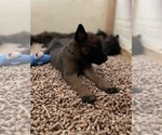 Small Photo #12 Belgian Malinois Puppy For Sale in FRESNO, CA, USA