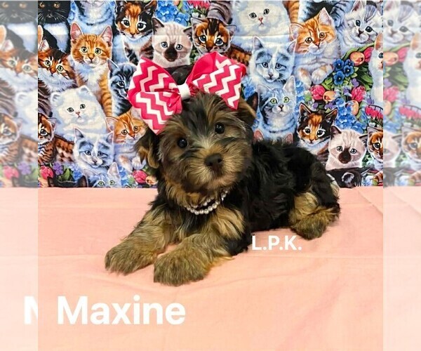 Medium Photo #1 Yorkshire Terrier Puppy For Sale in WINNSBORO, LA, USA