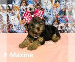 Small Yorkshire Terrier