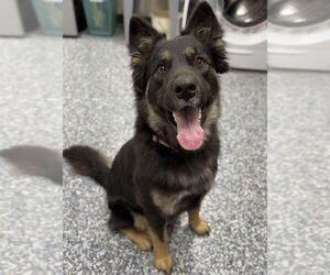 Shepweiller Dogs for adoption in Bemidji, MN, USA