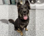 Small Shepweiller