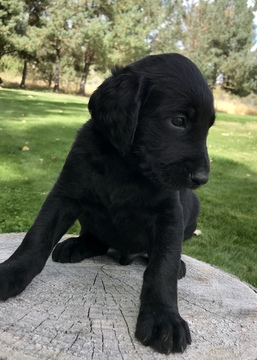Medium Photo #1 Labradoodle Puppy For Sale in ARCHER, ID, USA