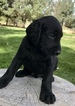 Small Photo #1 Labradoodle Puppy For Sale in ARCHER, ID, USA