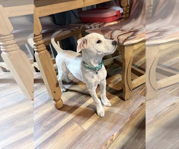 Medium Photo #4 Mutt Puppy For Sale in Hoffman Estates, IL, USA