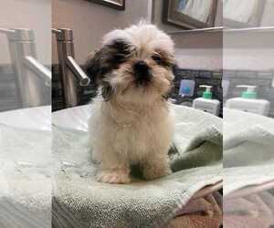 Shih Tzu Puppy for sale in SUN VALLEY, NV, USA