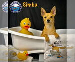 Small #7 Chihuahua