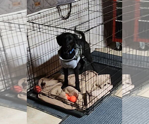 Medium Photo #4 Colonial Cocker Spaniel-Unknown Mix Puppy For Sale in Boston, MA, USA