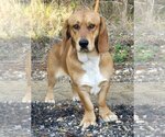 Small Photo #1 Basset Hound-Unknown Mix Puppy For Sale in Wetumpka, AL, USA