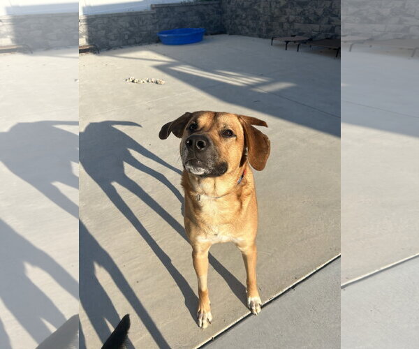 Medium Photo #5 Pyrenees Ridgeback Puppy For Sale in Lancaster, PA, USA