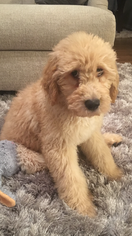 Goldendoodle Puppy for sale in BETHLEHEM, GA, USA