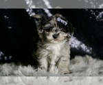 Small #1 Maltipoo