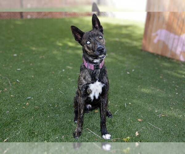 Medium Photo #1 Holland Shepherd Puppy For Sale in West Valley, UT, USA