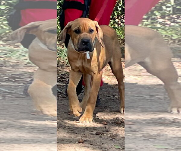 Medium Photo #1 Brazilian Mastiff-Unknown Mix Puppy For Sale in Sanford, FL, USA