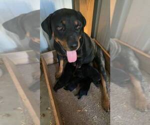 Mother of the Rottweiler puppies born on 09/08/2021