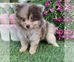 Small #24 Pomeranian