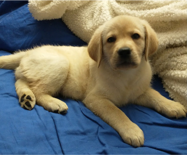 Medium Photo #1 Labrador Retriever Puppy For Sale in CALIENTE, CA, USA