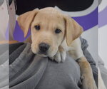 Small #3 Boxer Mix