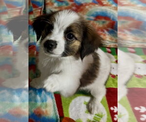 Pekalier Dogs for adoption in Valrico, FL, USA