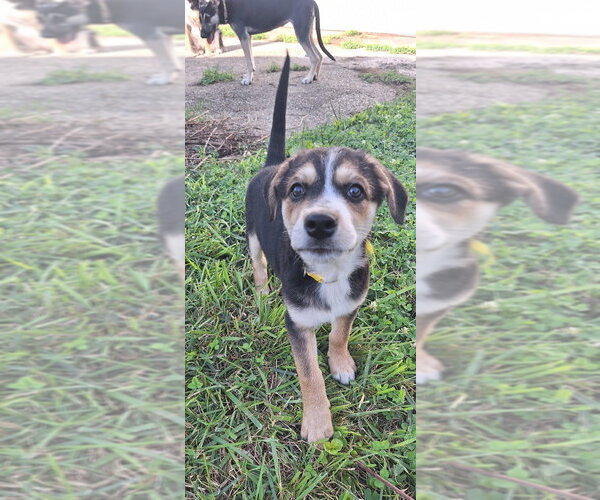 Medium Photo #3 Australian Shepherd-Unknown Mix Puppy For Sale in Aurora, IN, USA