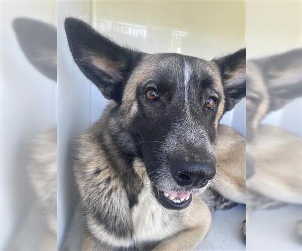 Medium Photo #1 German Shepherd Dog Puppy For Sale in Houston, TX, USA