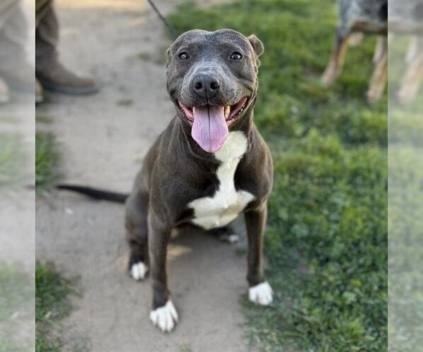 Medium Photo #1 Mutt Puppy For Sale in Modesto, CA, USA