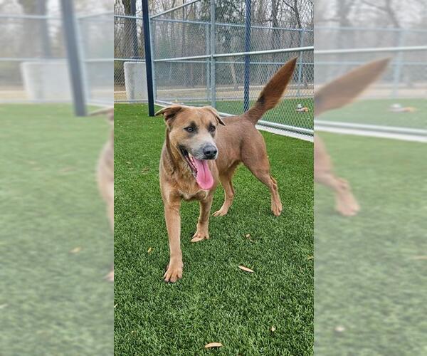 Medium Photo #3 Shepradors Puppy For Sale in Baytown, TX, USA