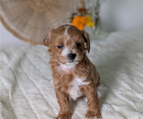 Medium Photo #68 Poovanese Puppy For Sale in GOSHEN, IN, USA
