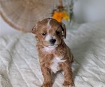 Small Photo #68 Poovanese Puppy For Sale in GOSHEN, IN, USA