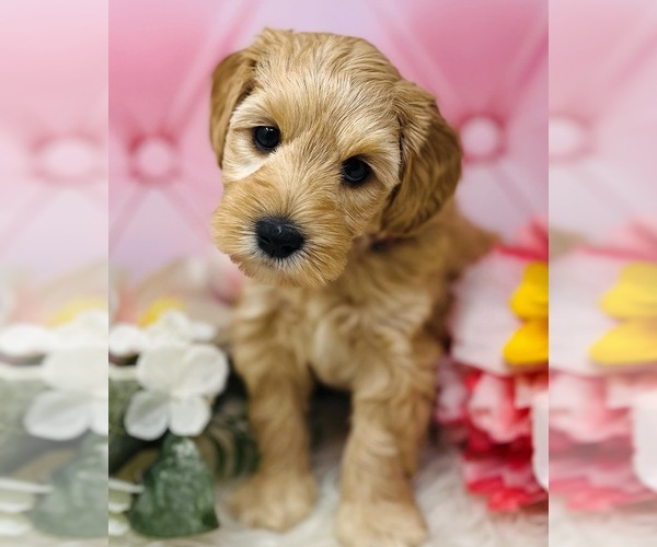 Medium Photo #10 Australian Labradoodle Puppy For Sale in BRUSH PRAIRIE, WA, USA