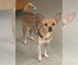Chihuahua Dogs for adoption in Tallahassee, FL, USA