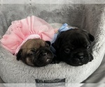 Small #5 French Bulldog