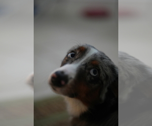 Australian Shepherd-English Cream Golden Retriever Mix Puppy for sale in ALAFAYA, FL, USA
