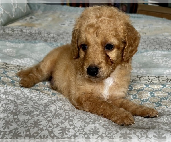 Medium Photo #5 Goldendoodle (Miniature) Puppy For Sale in PENSACOLA, FL, USA