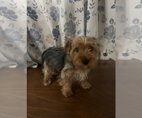 Medium Photo #16 Yorkshire Terrier Puppy For Sale in DURHAM, CT, USA